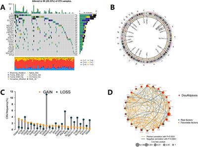 Role of disulfidptosis in colorectal adenocarcinoma: implications for prognosis and immunity